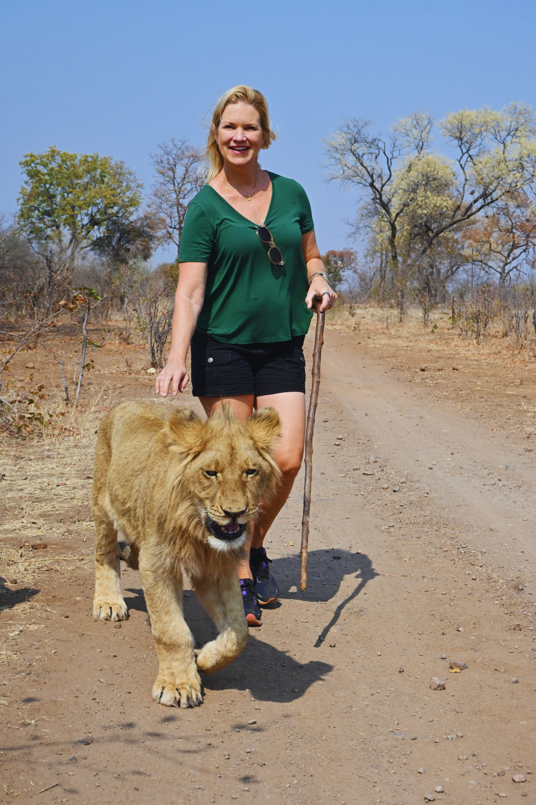 Lion walk experience