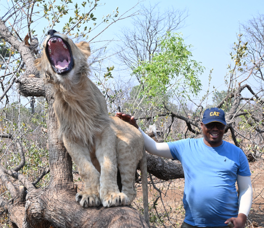 Lion guided walks