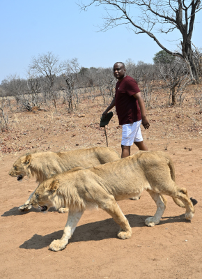 Lion guided walks image