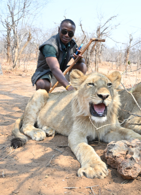 Lion guided walks image