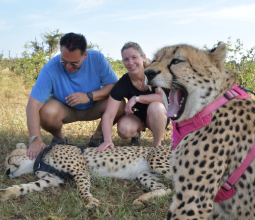 Cheetah experience