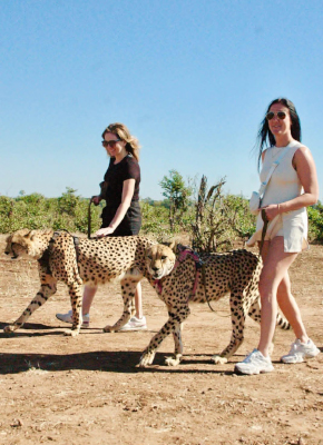 Cheetah experience image
