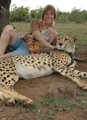 Cheetah experience image