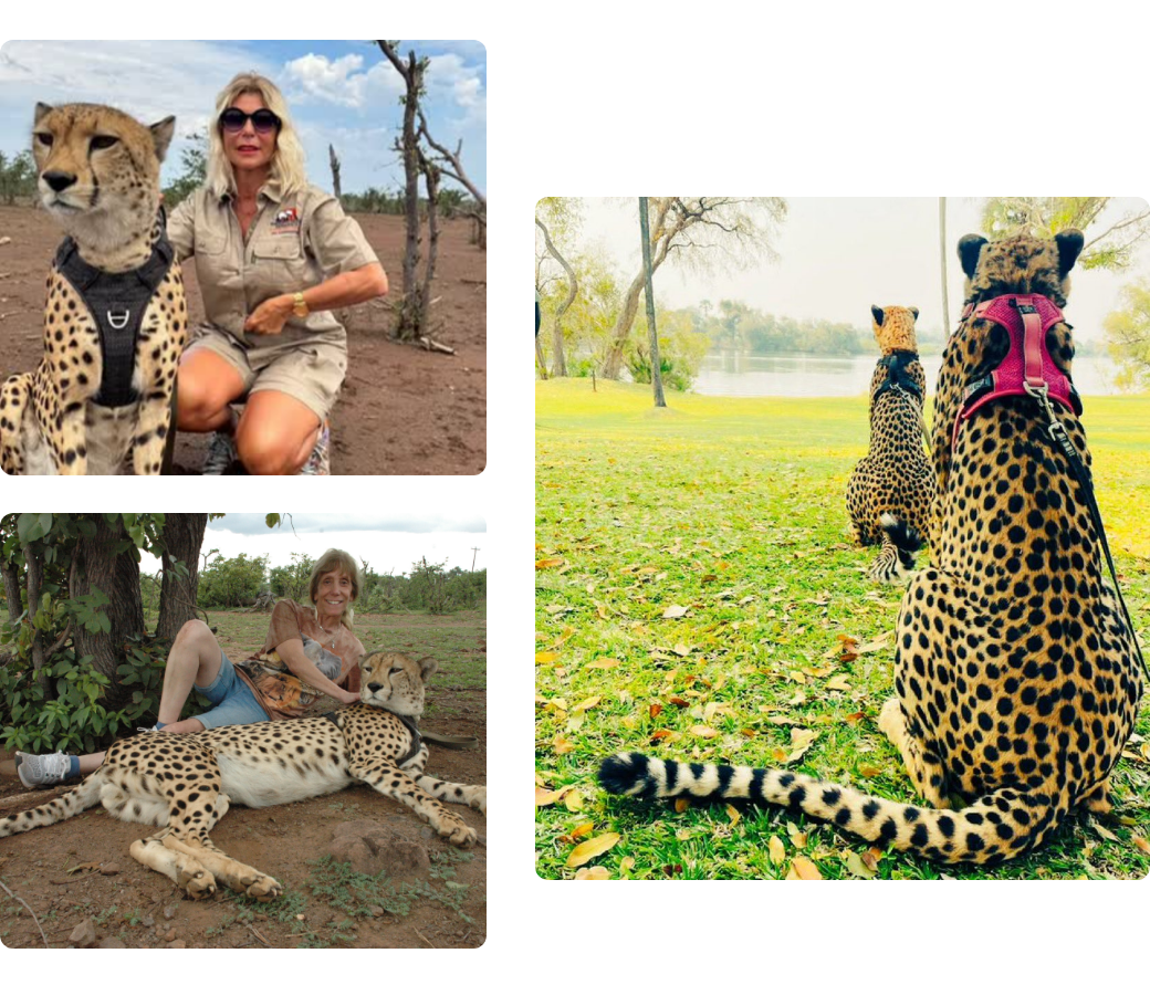 Safari experience – Overview - image