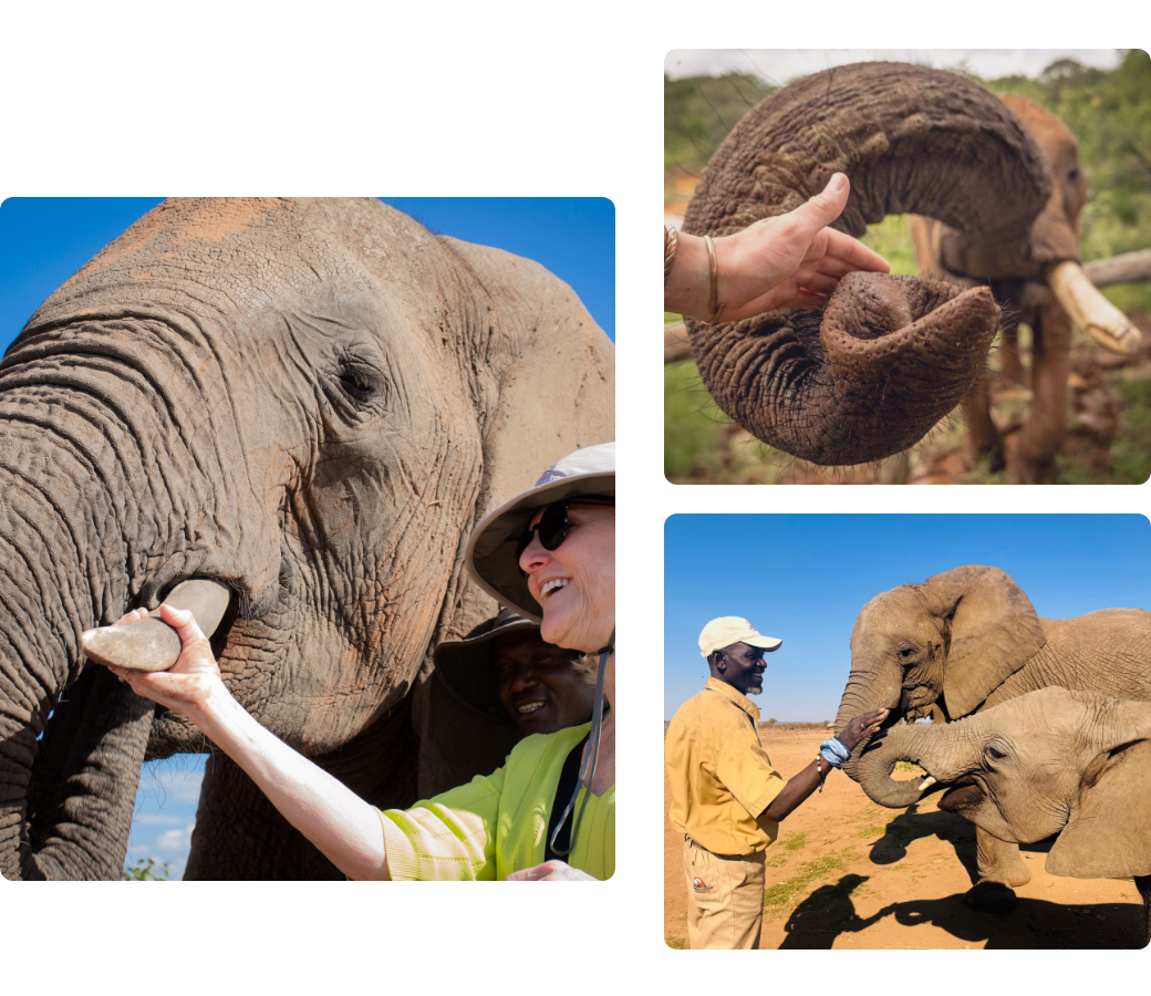 African Signature Experience – Overview - image