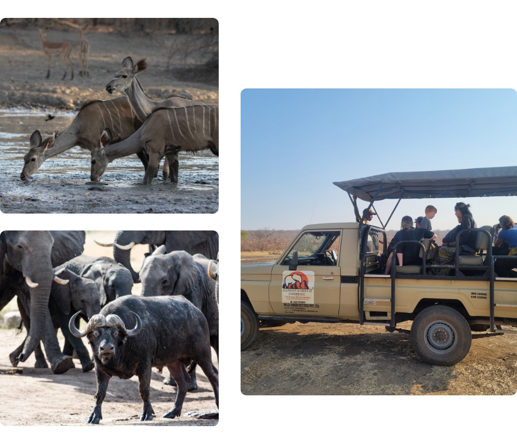 Safari experience – Overview - image