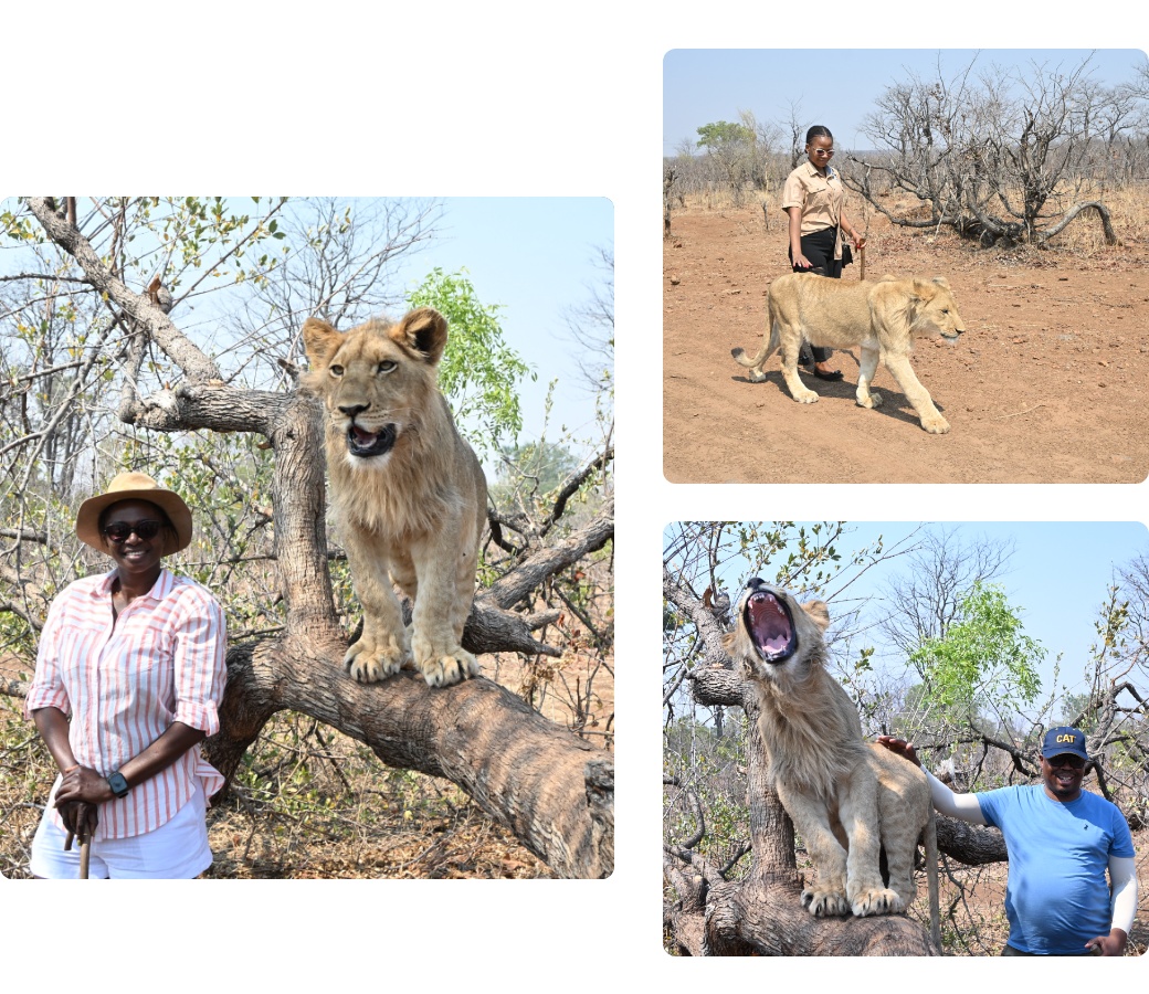 Safari experience – Overview - image