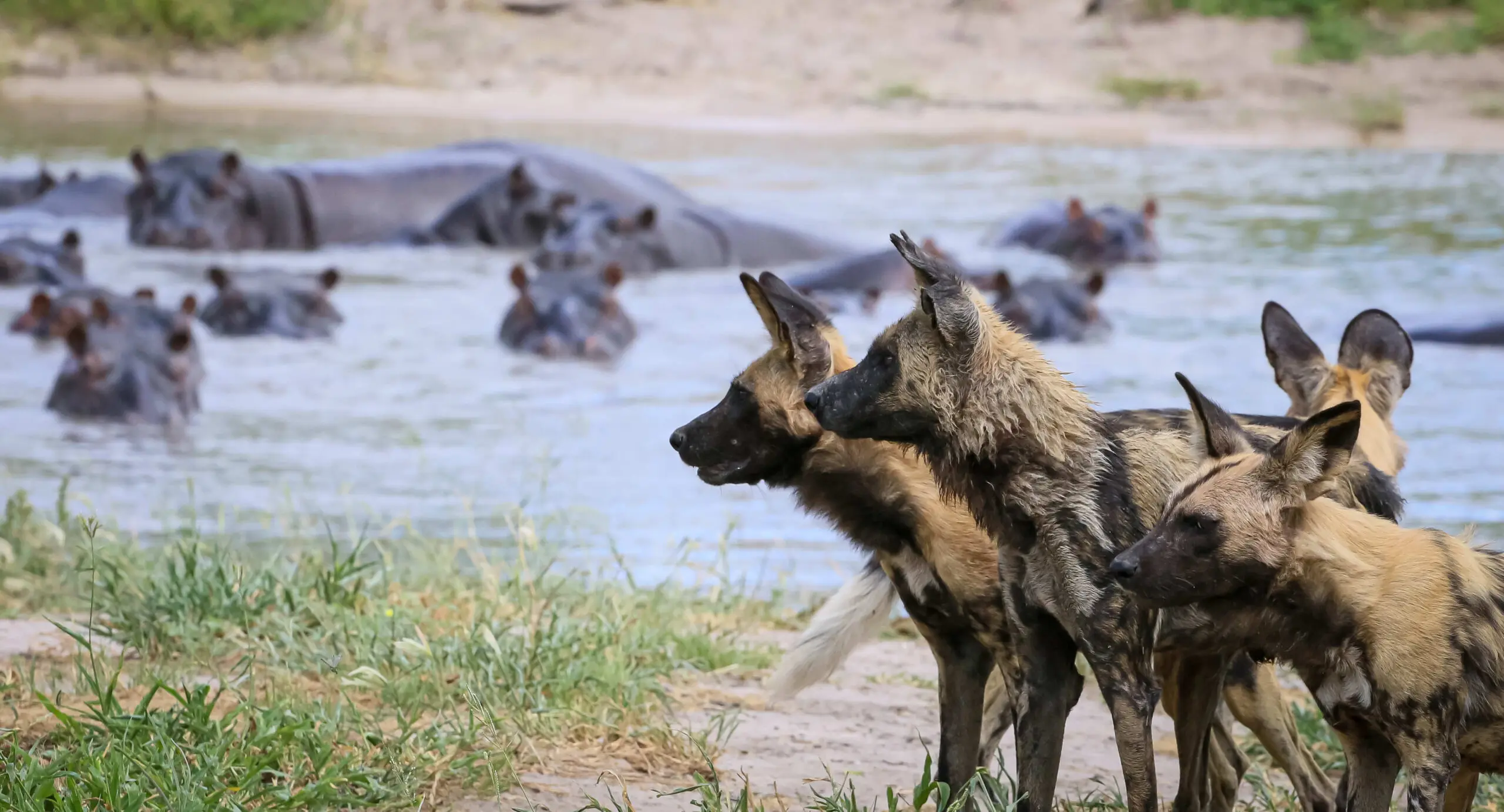 Chobe full day safari (Botswana)​