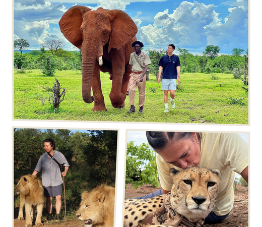 Wild Life Excursion
